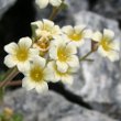 Blütenfoto Saxifraga exarata