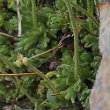 Blätterfoto Saxifraga exarata