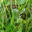 Blätterfoto Saxifraga hirculus