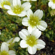 Blütenfoto Saxifraga muscoides