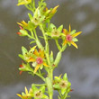 Blütenfoto Saxifraga mutata