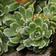 Blätterfoto Saxifraga paniculata