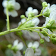 Stängel-/Stammfoto Saxifraga paniculata