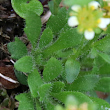 Blätterfoto Saxifraga seguieri