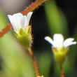 Blütenfoto Saxifraga tridactylites