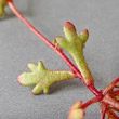 Blätterfoto Saxifraga tridactylites