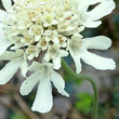 Blütenfoto Scabiosa ochroleuca