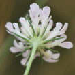 Blütenfoto Scabiosa triandra