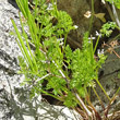 Blätterfoto Scandix pecten-veneris