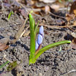 Foto der Jungpflanze Scilla bifolia