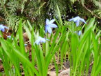 Blätterfoto Scilla siberica