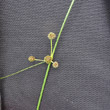 Blütenfoto Scirpoides holoschoenus subsp. australis