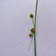 Foto von Besonderheit Scirpoides holoschoenus subsp. australis