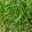 Blätterfoto Scirpus sylvaticus