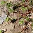 Habitusfoto Scleranthus annuus subsp. annuus