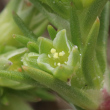 Blütenfoto Scleranthus annuus subsp. annuus