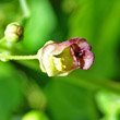 Blütenfoto Scrophularia umbrosa