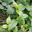 Blätterfoto Scrophularia umbrosa