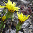 Blütenfoto Scorzonera austriaca