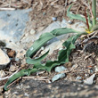Blätterfoto Scorzonera austriaca