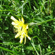 Blütenfoto Scorzonera humilis