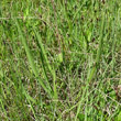 Blätterfoto Scorzonera humilis