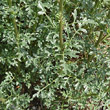 Blätterfoto Scrophularia canina