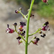 Blütenfoto Scrophularia juratensis