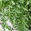 Blätterfoto Scrophularia juratensis