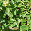 Blätterfoto Scutellaria alpina