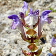 Foto von Besonderheit Scutellaria alpina