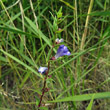 Habitusfoto Scutellaria galericulata