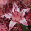 Blütenfoto Sedum telephium