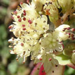 Blütenfoto Sedum telephium subsp. maximum