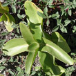 Blätterfoto Sedum telephium subsp. maximum