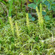 Stängel-/Stammfoto Selaginella selaginoides