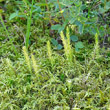 Habitusfoto Selaginella selaginoides