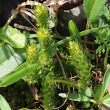 Blütenfoto Selaginella selaginoides