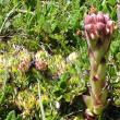 Foto der Jungpflanze Sempervivum montanum