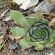 Blätterfoto Sempervivum tectorum