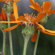 Blütenfoto Senecio abrotanifolius
