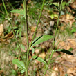 Blätterfoto Serratula tinctoria