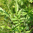Blätterfoto Serratula tinctoria subsp. monticola