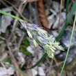 Blütenfoto Sesleria caerulea