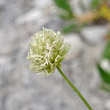 Blütenfoto Sesleria sphaerocephala