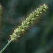 Blütenfoto Setaria pumila
