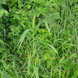 Habitusfoto Setaria viridis