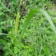 Blätterfoto Setaria viridis