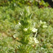 Blütenfoto Sideritis hyssopifolia