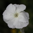 Blütenfoto Silene coronaria